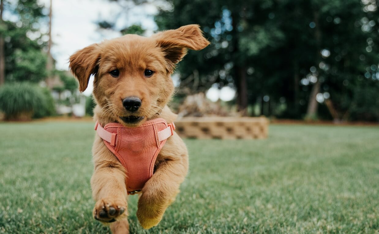 PUPPY TRAINING RULES cute puppy running in backyard