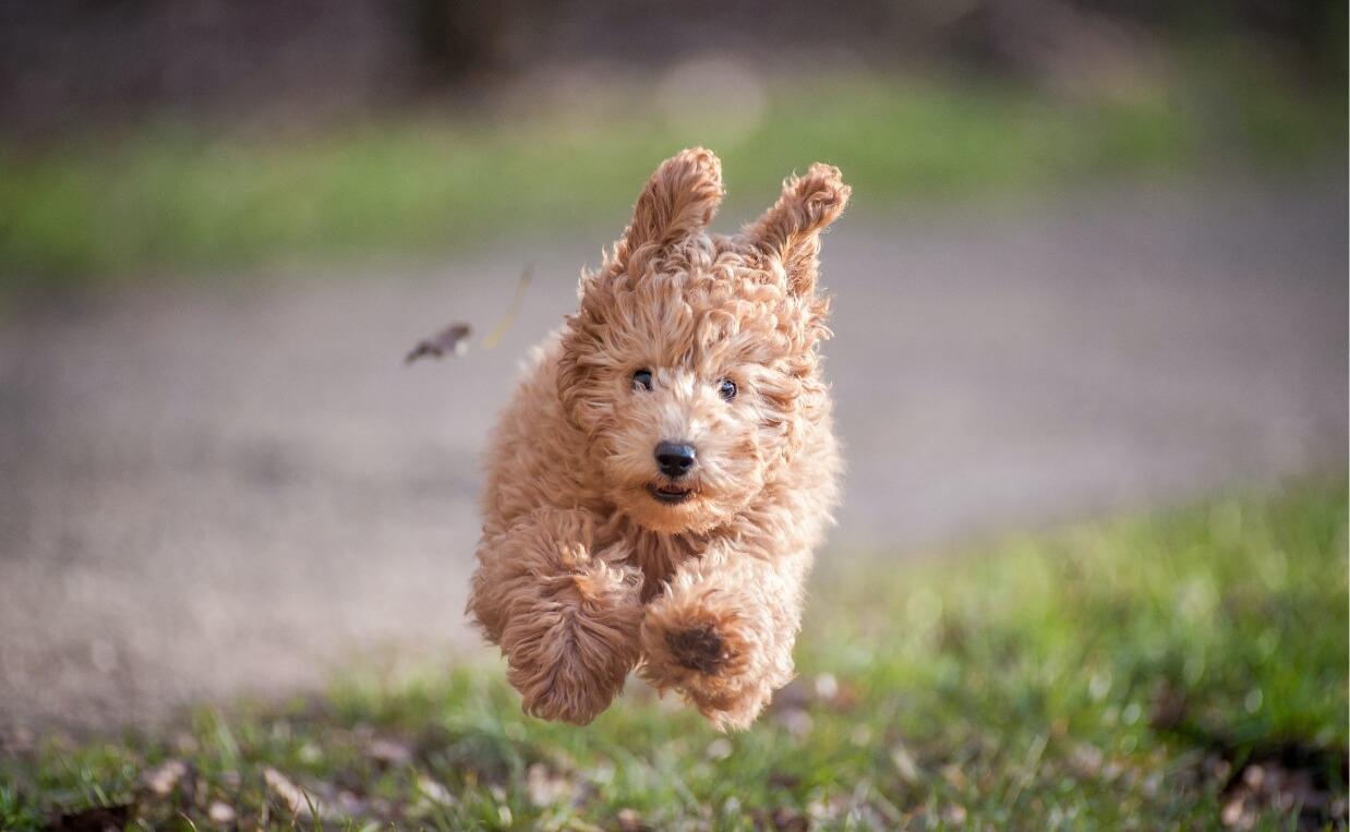 PUPPY TRAINING RULES furry curly puppy running in grass