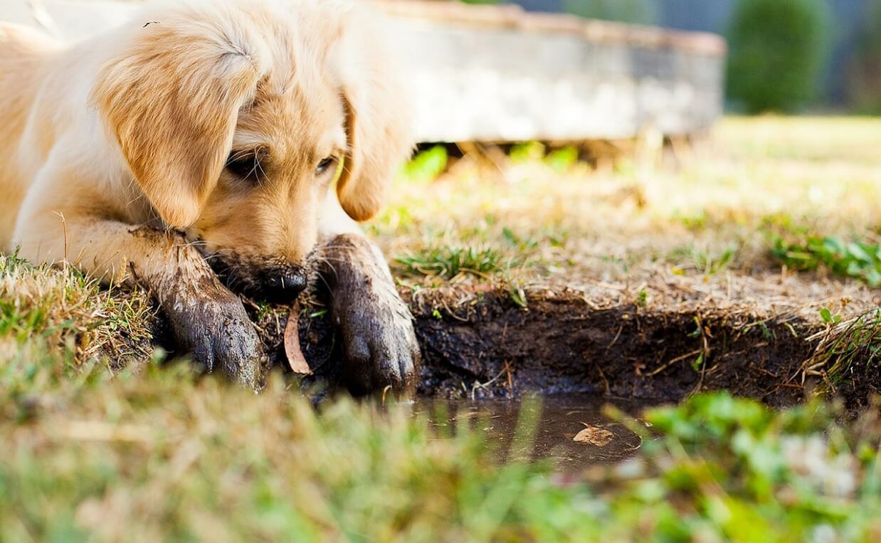 PUPPY TRAINING RULES - puppy getting paws muddy