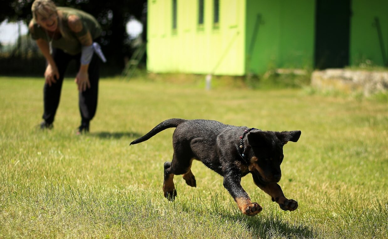 PUPPY TRAINING RULES - woman training small black puppy