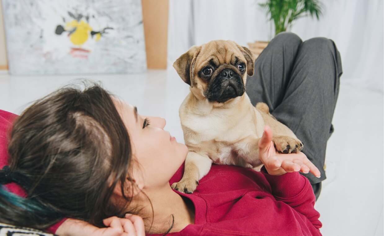PUPPY TRAINING RULES - cute English bulldog puppy cuddling with woman in red top