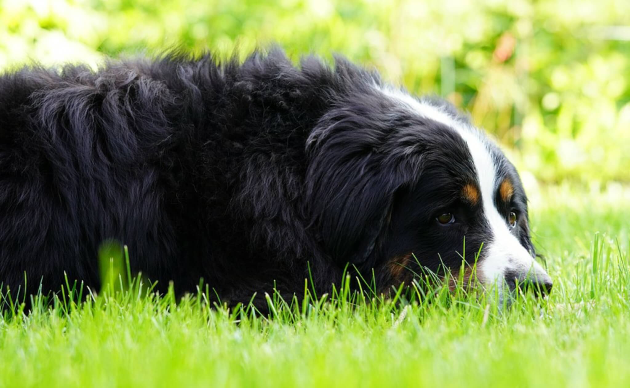 SEASONAL ALLERGIES BERNESE MOUNTAIN DOG