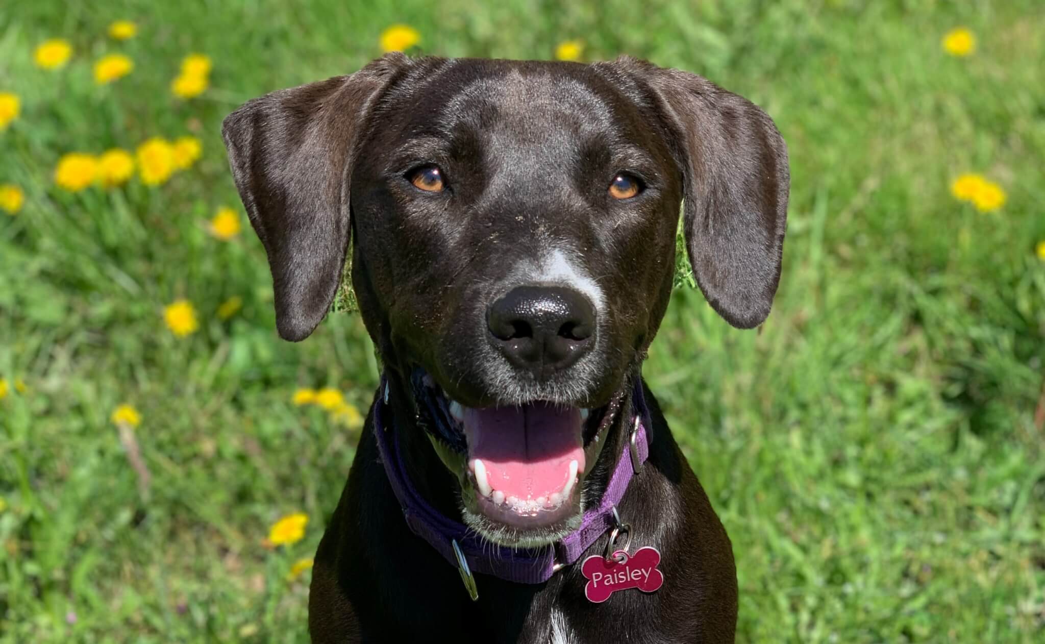 SEASONAL ALLERGIES BLACK DOG WITH WHITE CHEST