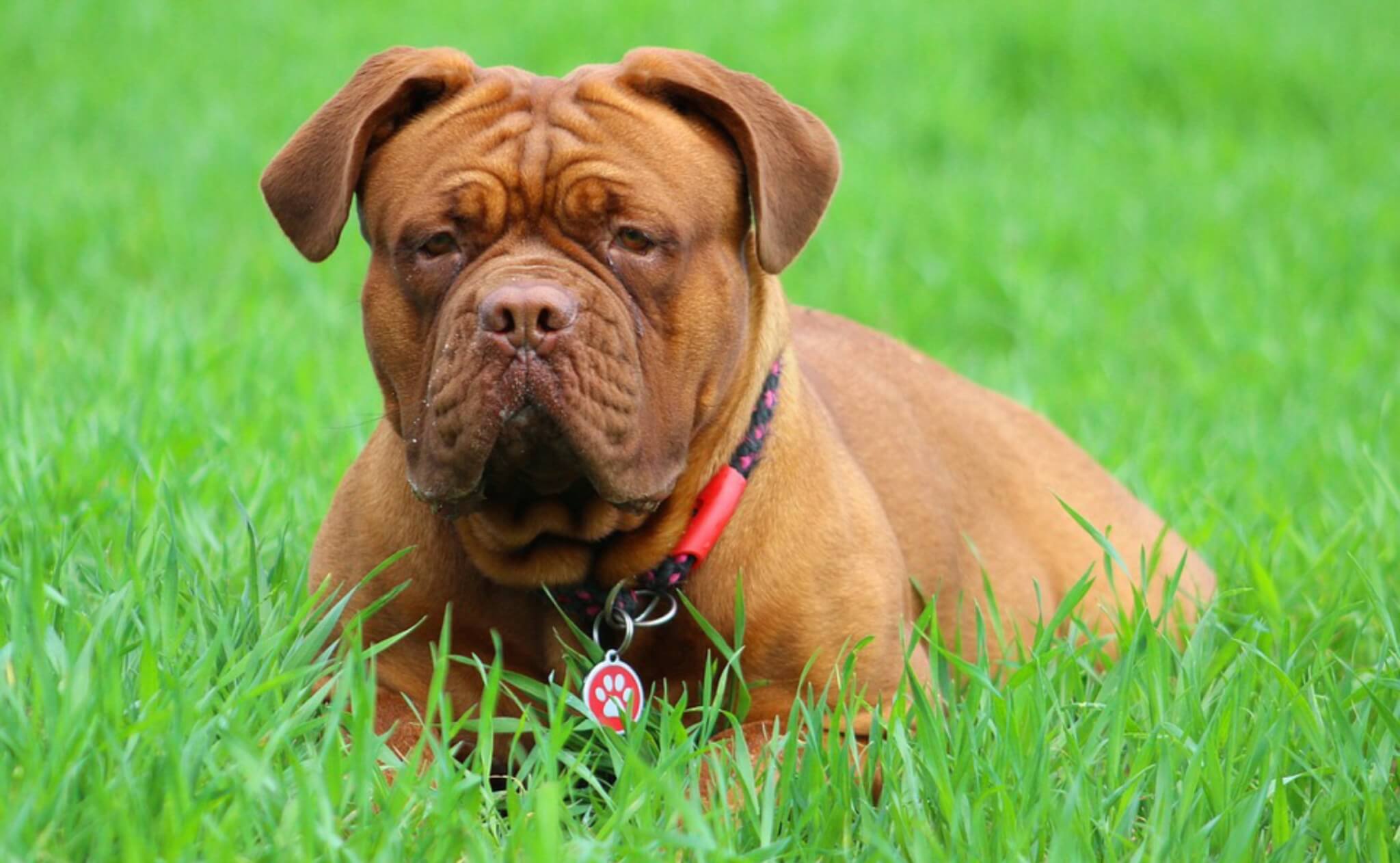 SEASONAL ALLERGIES DOGUE DE BORDEAUX