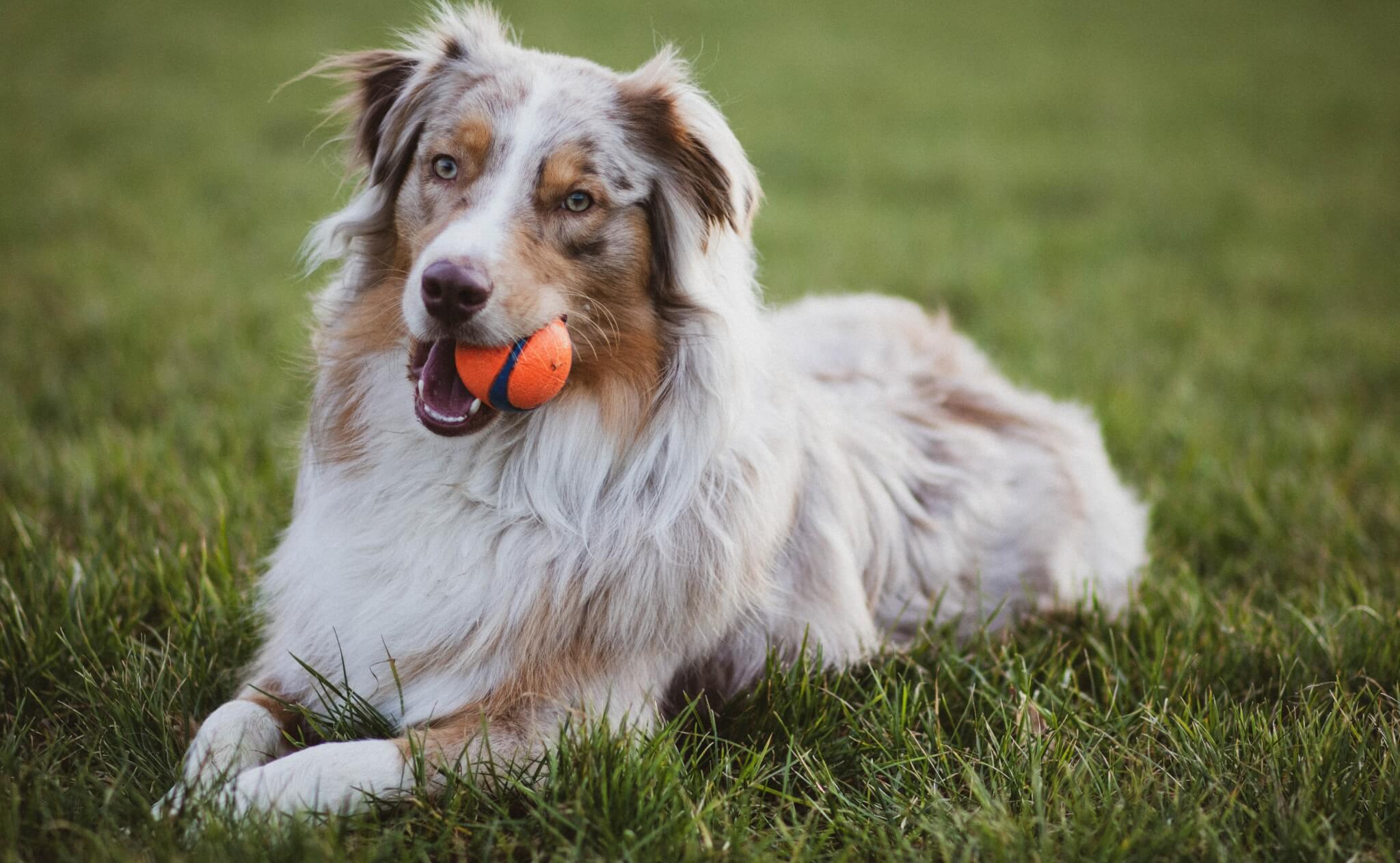 SEASONAL ALLERGIES australian shepherd with ball in mouth in grass