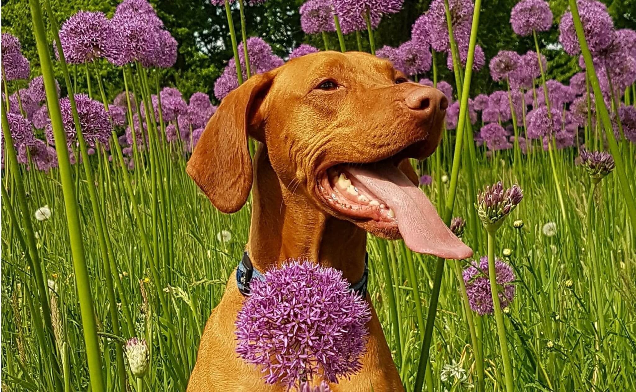 SEASONAL ALLERGIES rhodesian ridgeback in purple flowers