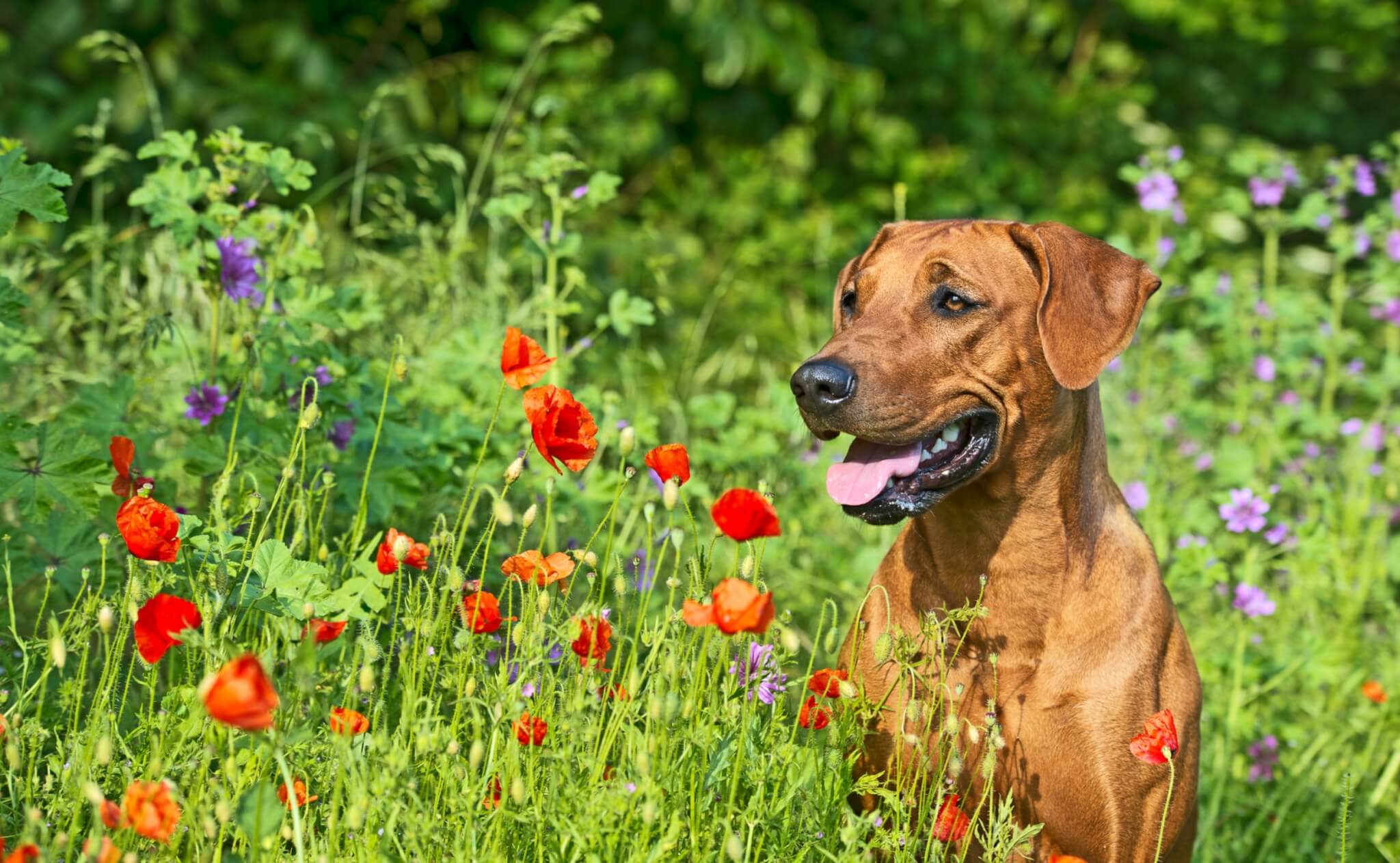 Help Your Dog Fight Seasonal Allergies