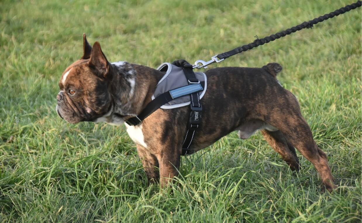 dog harness brindle bulldog