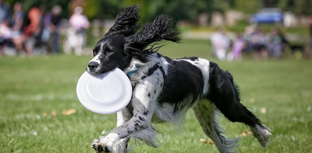 6 Ways to Channel Your Busy Dog's Energy Canine Campus Dog Daycare