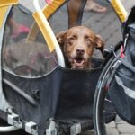 How to Choose the Best Dog Bicycle Trailer for Your Dog