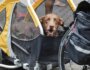 How to Choose the Best Dog Bicycle Trailer for Your Dog