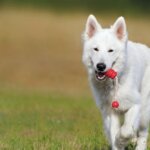 3 Reasons Why Play is Important for Dogs
