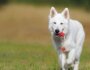 3 Reasons Why Play is Important for Dogs