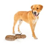 How to Keep Your Dog Safe from Venomous Snakes in Colorado