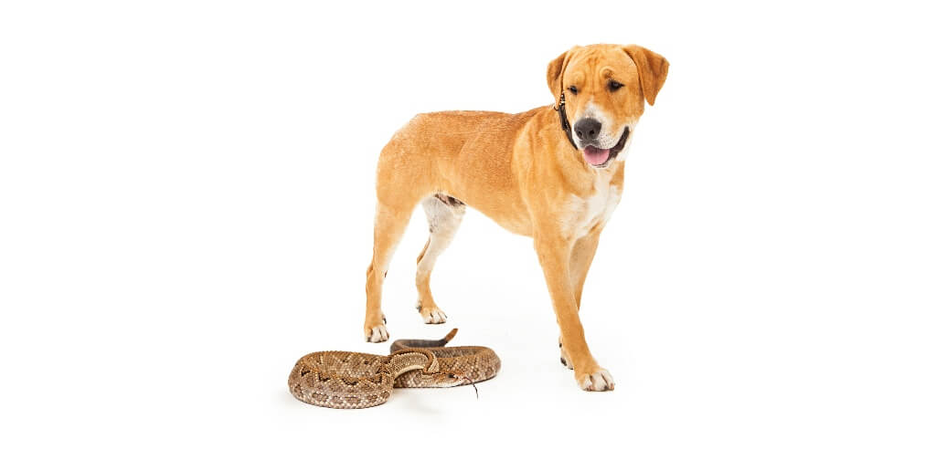 How to Keep Your Dog Safe from Venomous Snakes in Colorado Canine