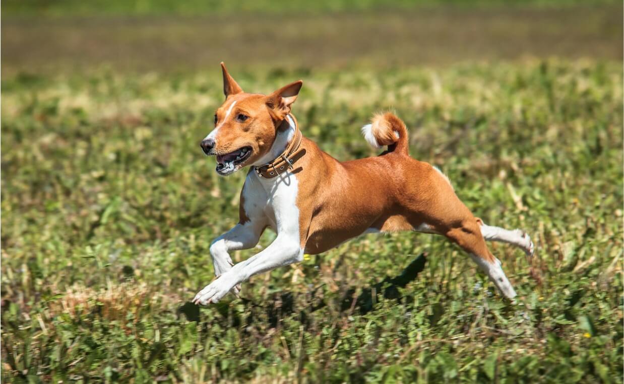 BUSY DOGS ENERGY - BASENJI