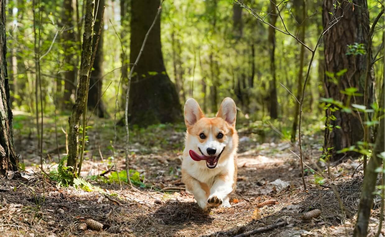 BUSY DOGS ENERGY - CORGI IN FOREST