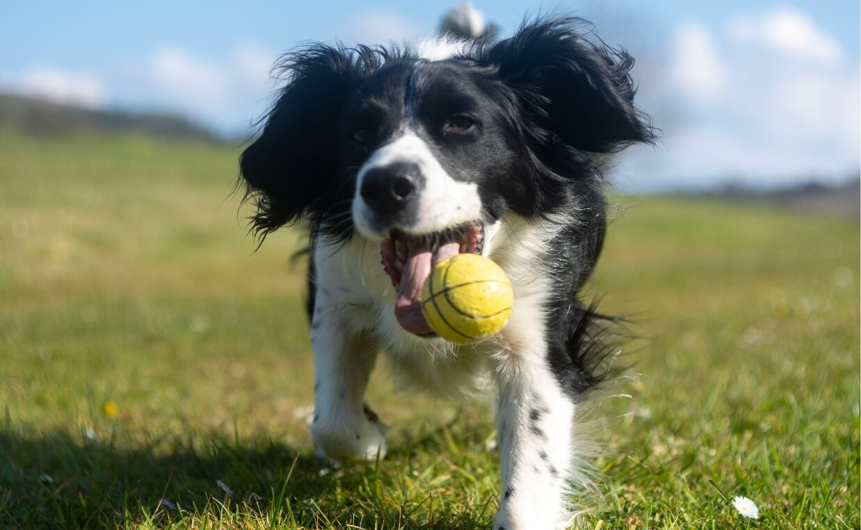 BUSY DOGS ENERGY - SPANIEL AND BALL
