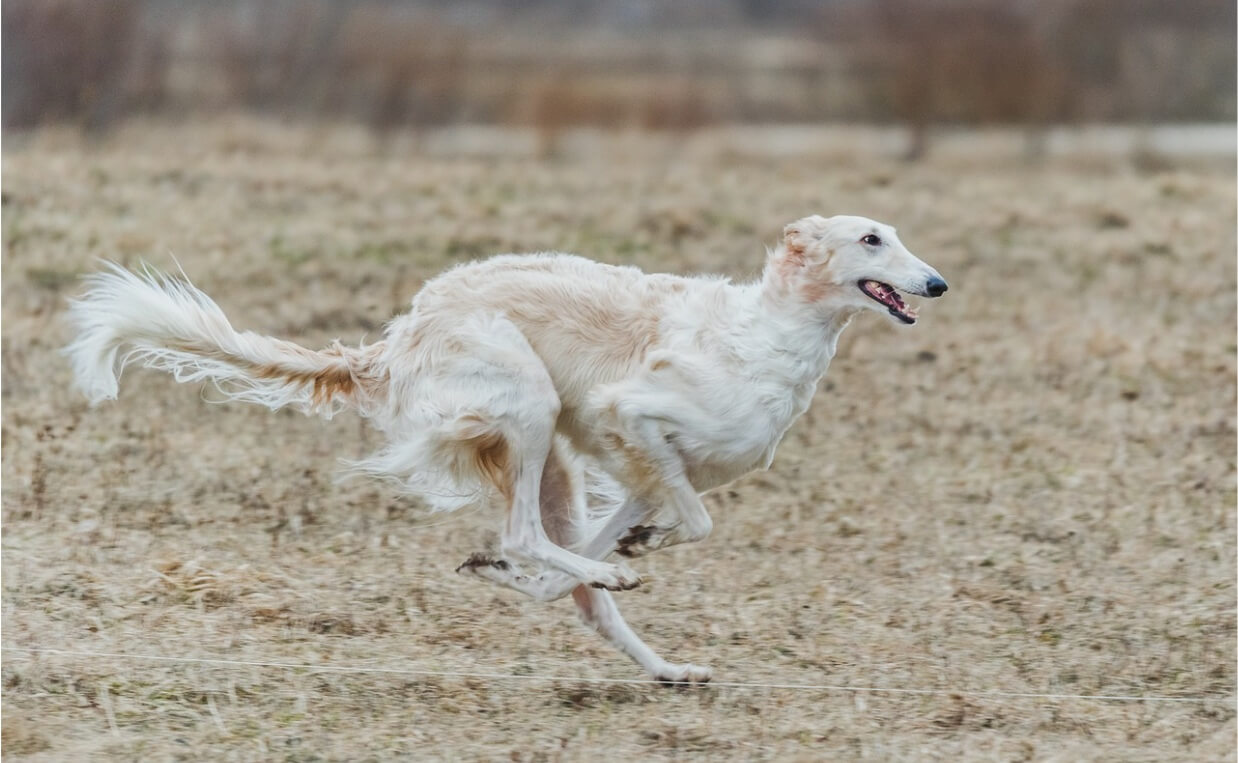 BUSY DOGS ENERGY - borzoi bloodhound