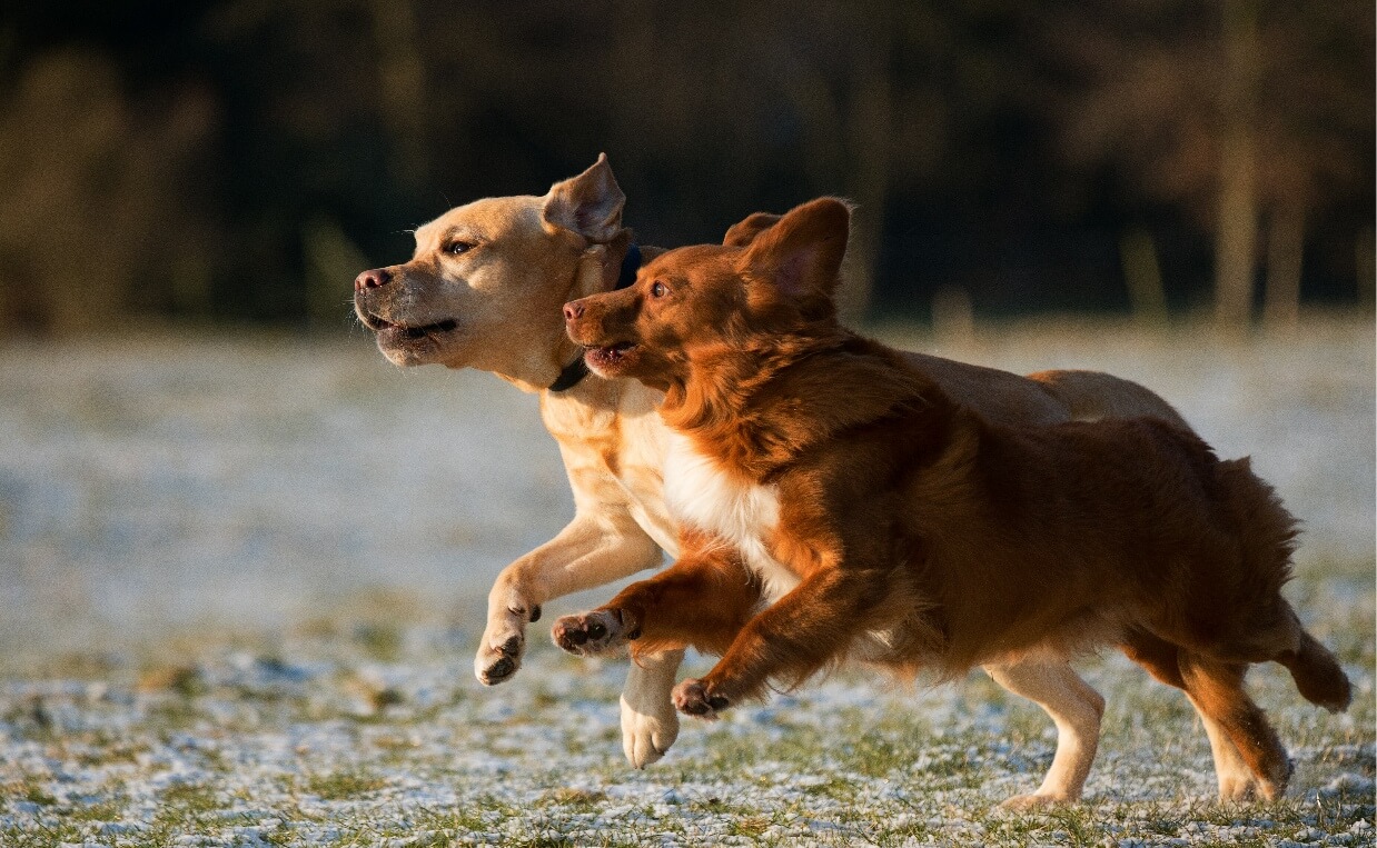 BUSY DOGS ENERGY - two cute dogs running together