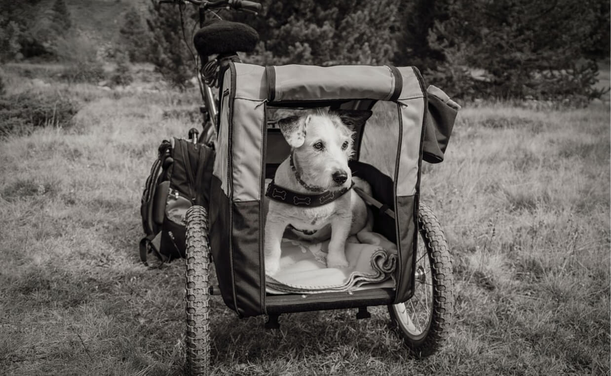 DOG BICYCLE TRAILER - black and white picture of wire-haired spaniel in dog bicycle trailer