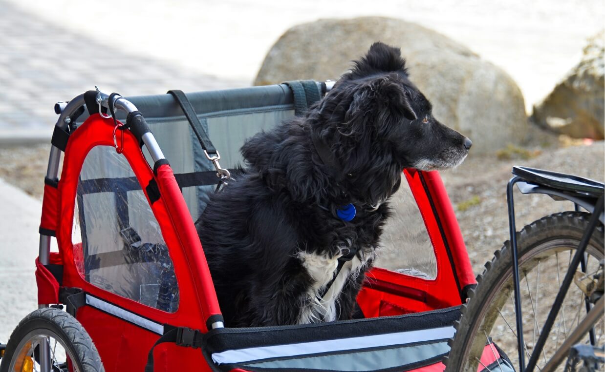 DOG BICYCLE TRAILER - black and white spaniel