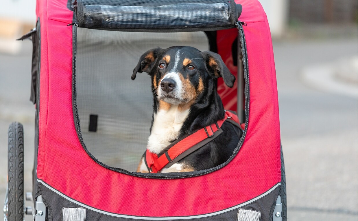 DOG BICYCLE TRAILER - black, white and brown mixed breed dog