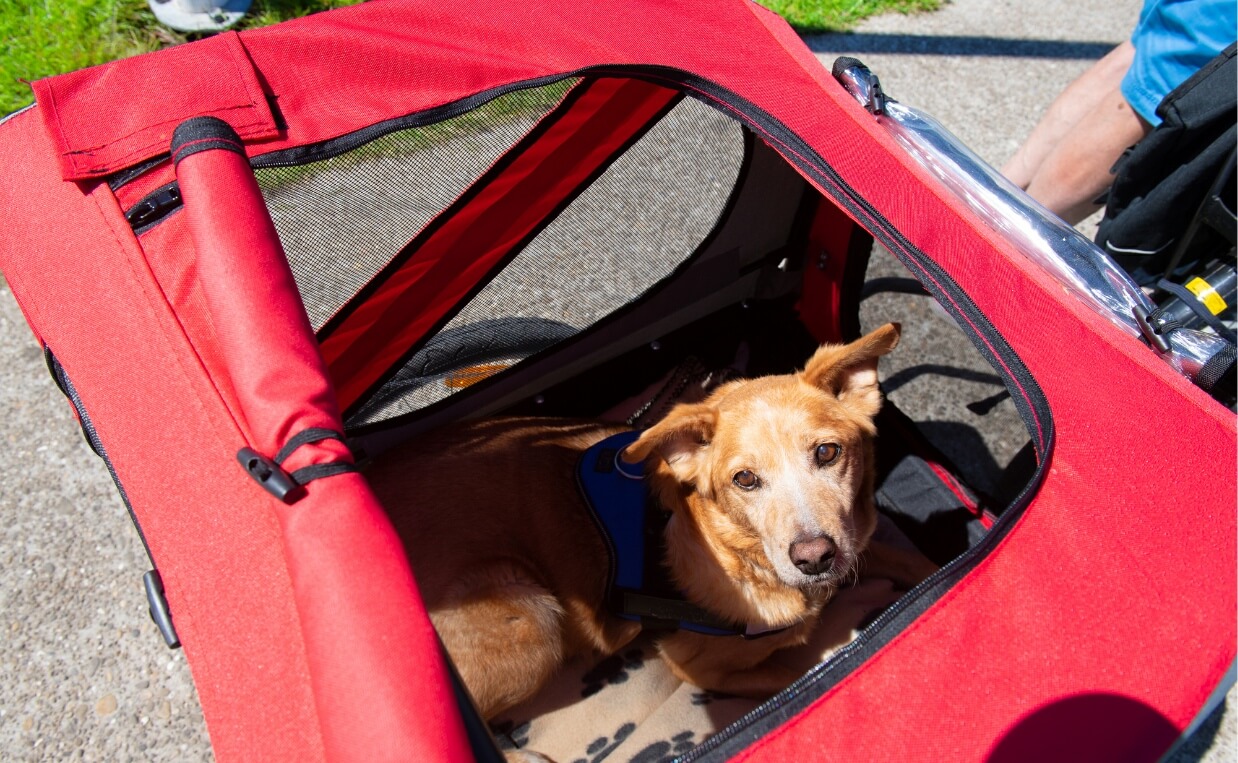 DOG BICYCLE TRAILER - small sable colored dog in dog trailer