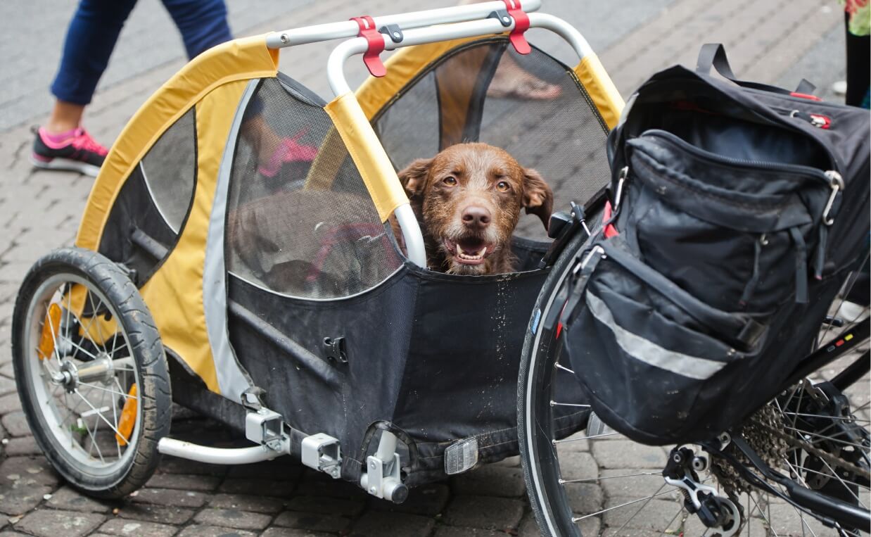 How to Choose the Best Dog Bicycle Trailer for Your Dog