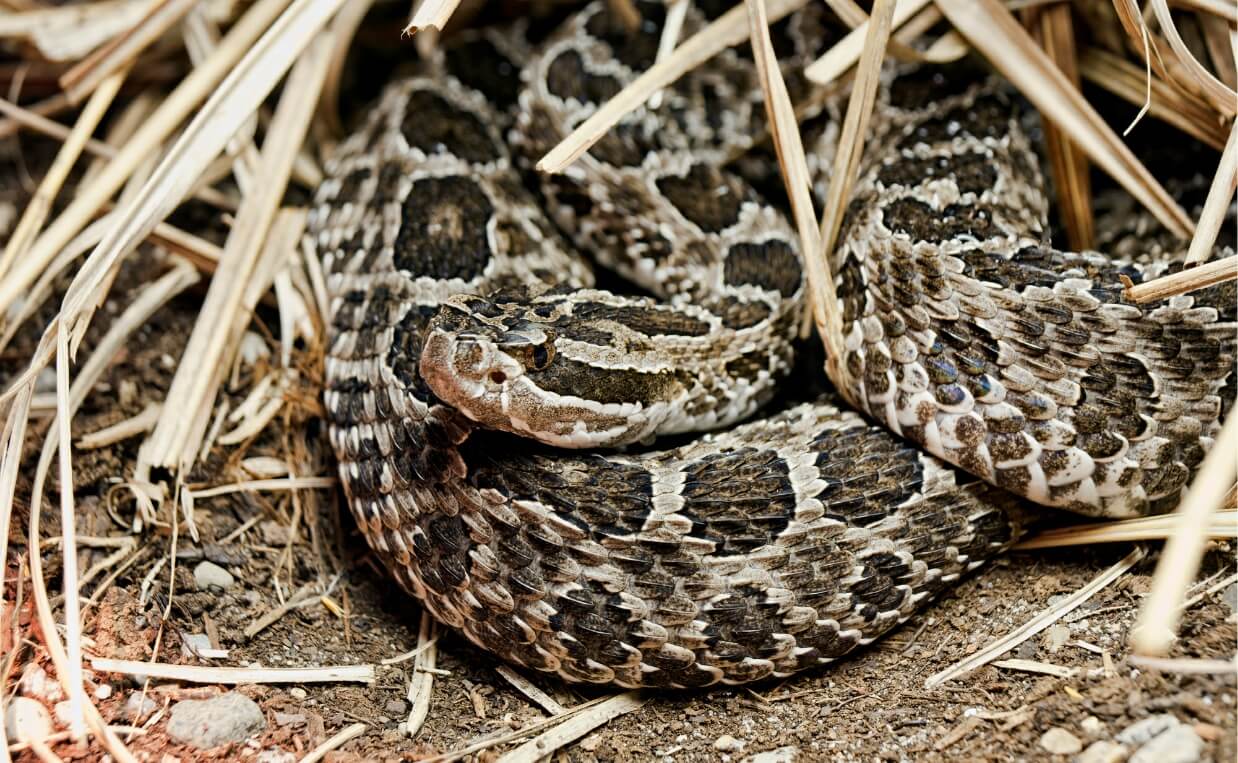 MASSASAUGA rattlesnake