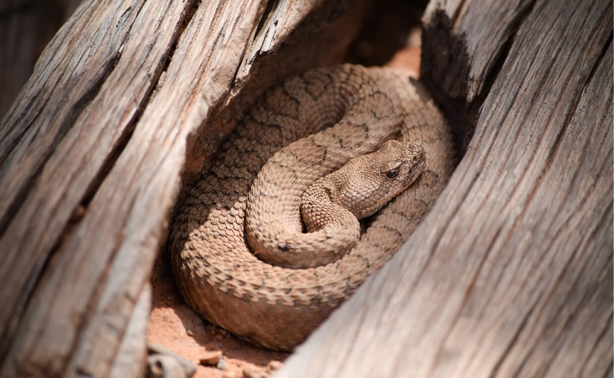 MIDGET FADED RATTLESNAKE