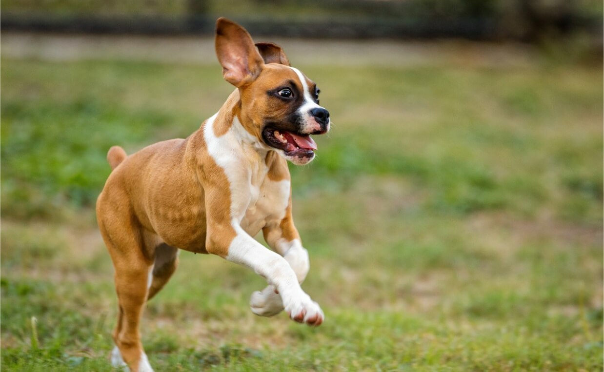 PLAY FOR DOGS - boxer dog running and playing