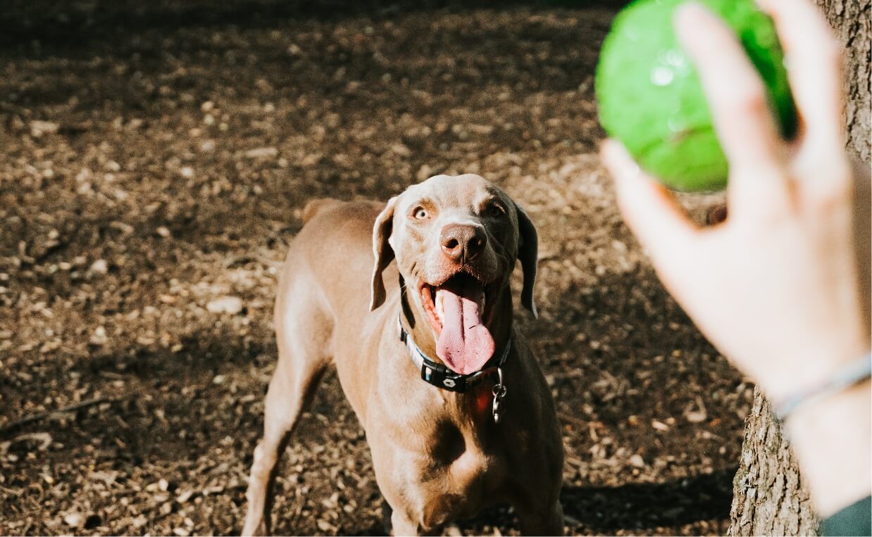 PLAY FOR DOGS - dog playing fetch with a ball