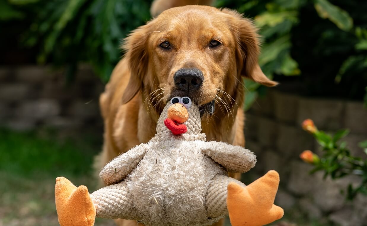 PLAY FOR DOGS - golden lab with stuffed toy