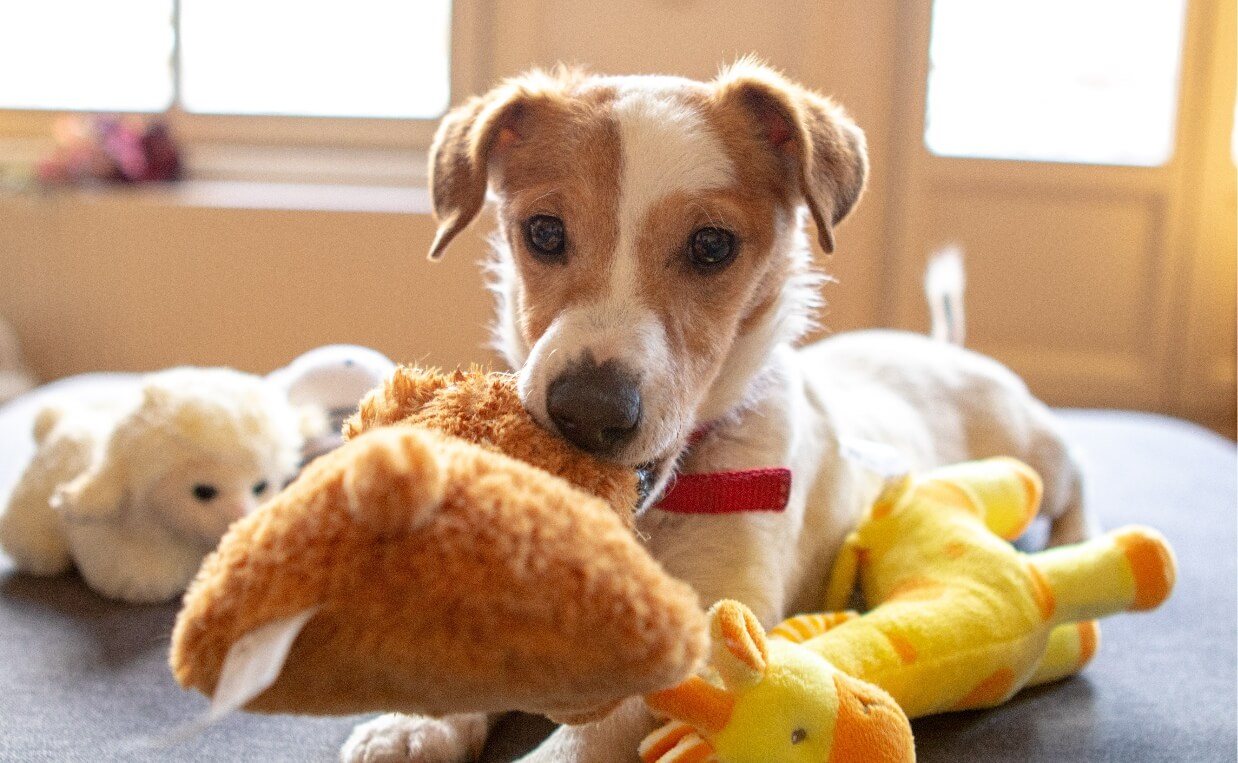 PLAY FOR DOGS - small dog with stuffed toys