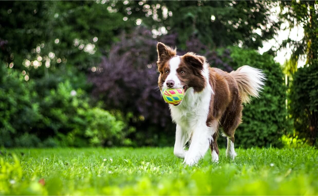 PLAY FOR DOGS - white and brown spaniel playing with a ball