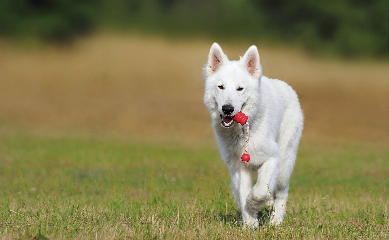 3 Reasons Why Play is Important for Dogs