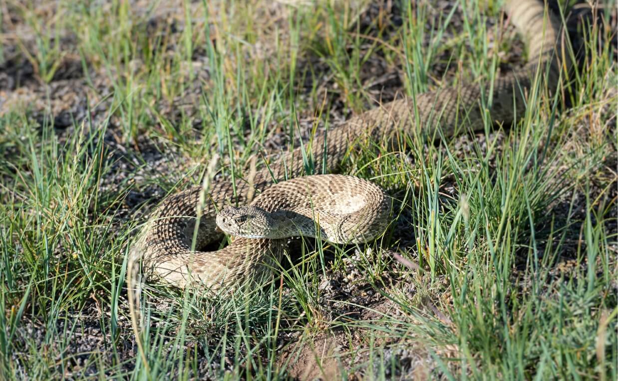 PRAIRIE RATTLESNAKE