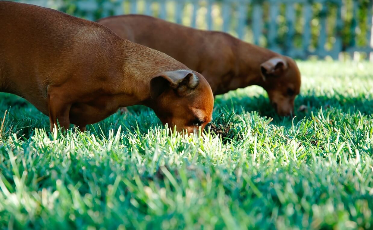 How Long After Spraying Roundup Is It Safe For Pets