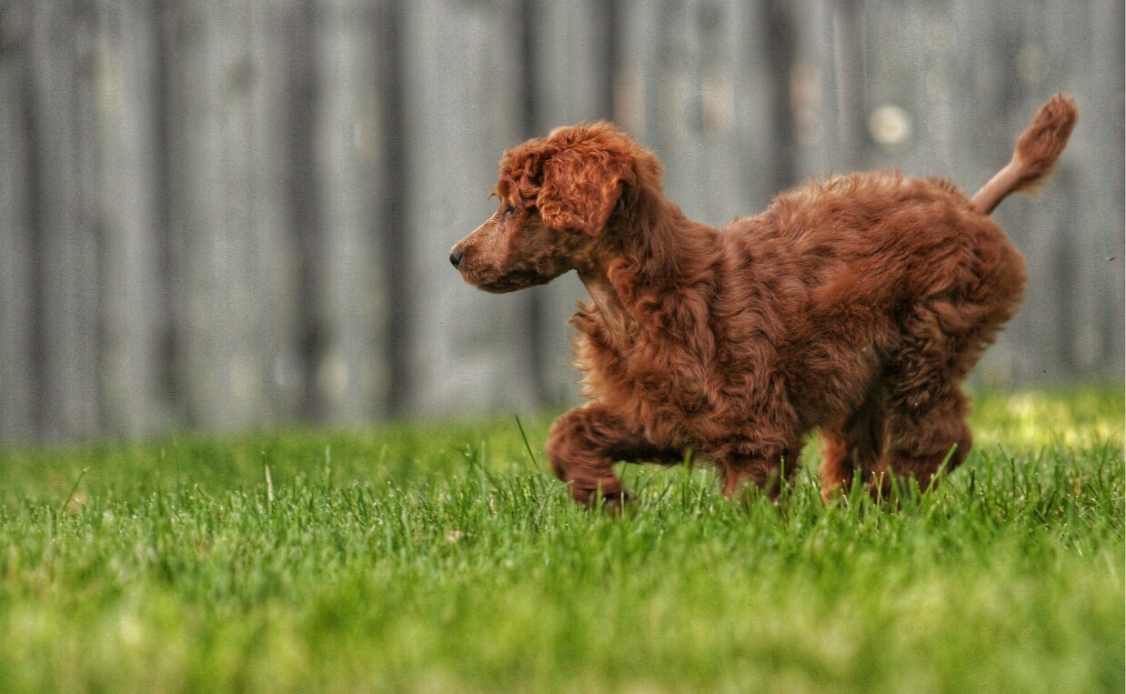 ROUNDUP WEEDKILLER - RED POODLE