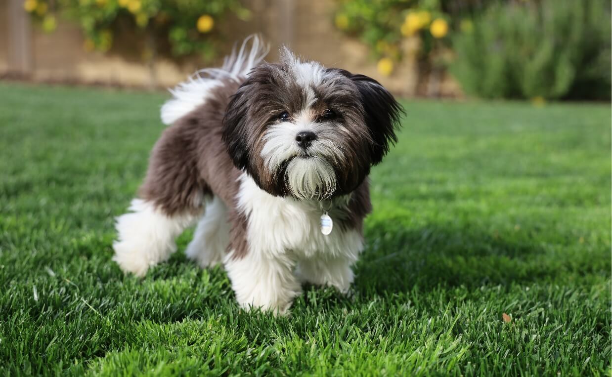 ROUNDUP WEEDKILLER - YORKSHIRE TERRIER 2