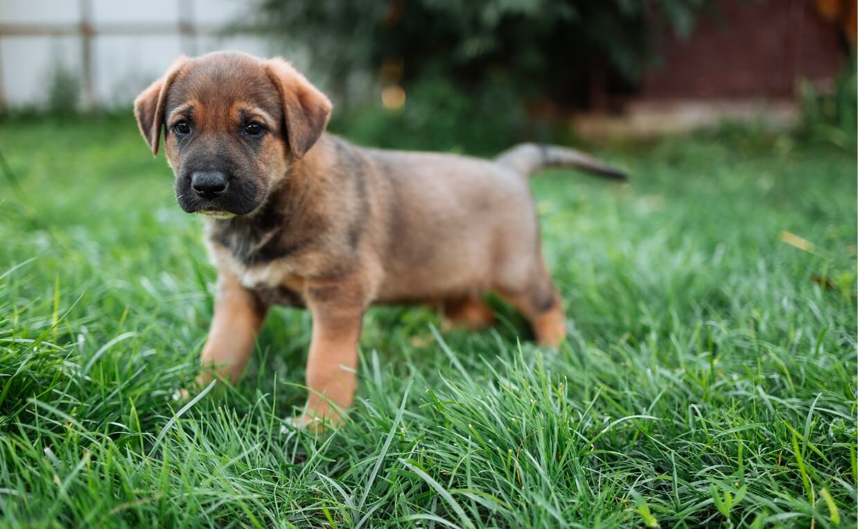 ROUNDUP WEEDKILLER - german shepherd puppy