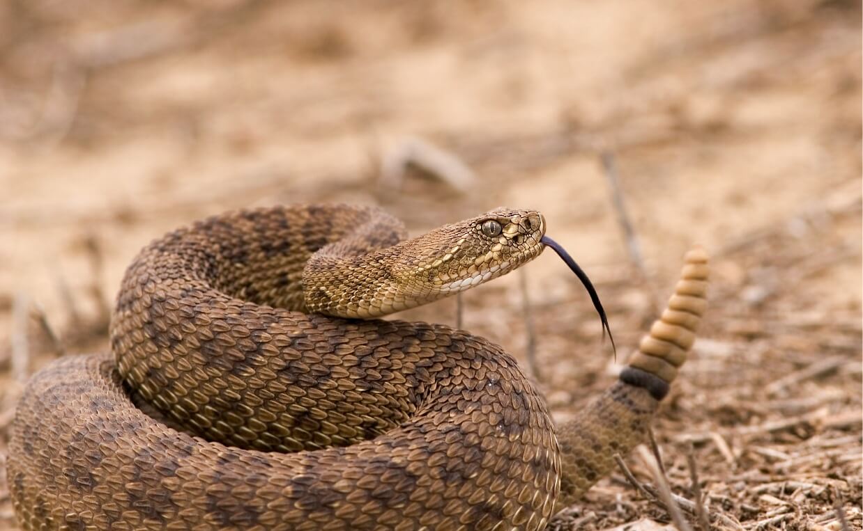 VENOMOUS RATTLESNAKE