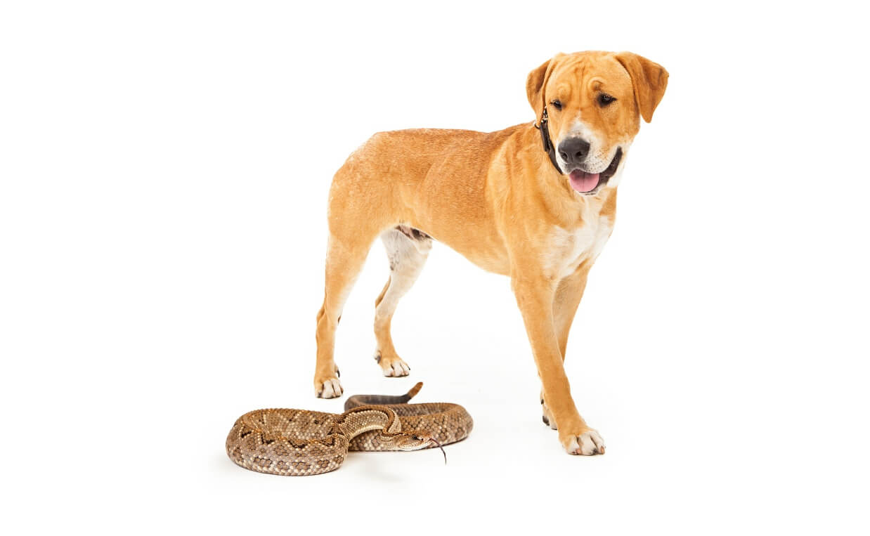 How to Keep Your Dog Safe from Venomous Snakes in Colorado