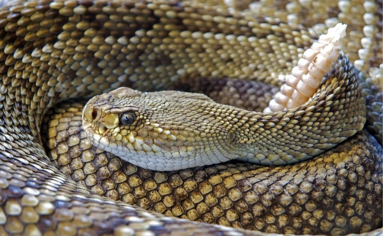 coiled rattlesnake showing rattle