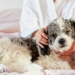 Alternative Veterinary Care Therapies for Injured or Diseased Dogs