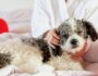 Alternative Veterinary Care Therapies for Injured or Diseased Dogs