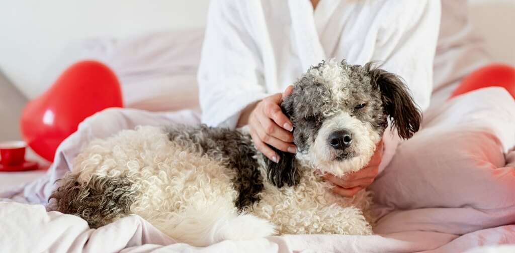 Alternative Veterinary Care Therapies for Injured or Diseased Dogs