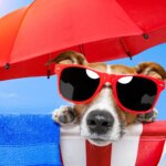 5 Key Considerations to Choose Dog-Friendly Travel Accommodations