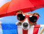 5 Key Considerations to Choose Dog-Friendly Travel Accommodations